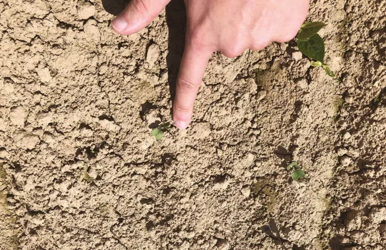 сорняки на земле