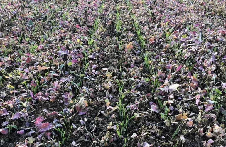 AUROCK Посев Разные культуры