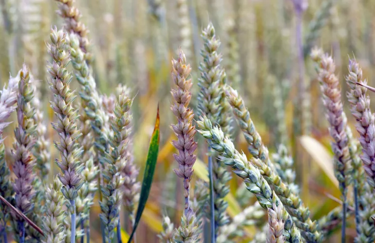 example of fusarium disease in cereal crops