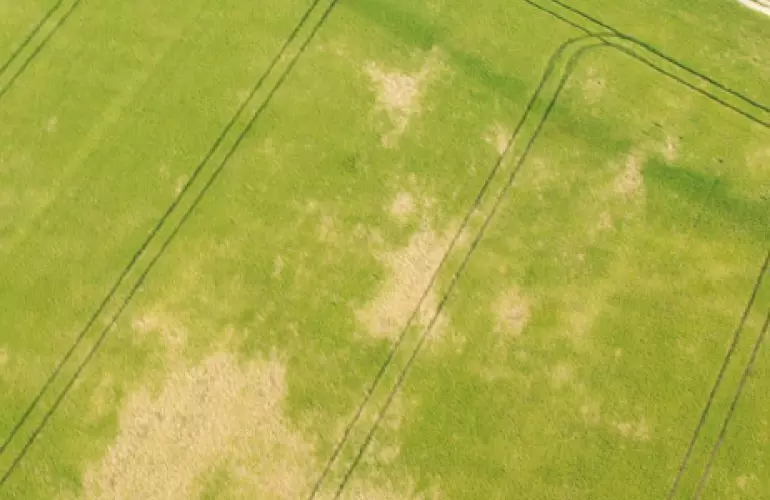 aerial view of take-all plant-disease