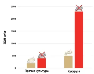 Effect of plowing based on the previous crop on the DON content in wheat