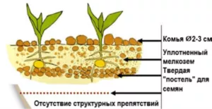 Seedbed and clods