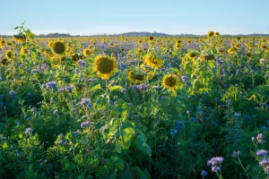 sunflower, clover and phacelia plant used as a cover crop