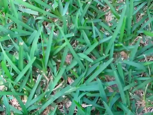 close-up view of couch grass