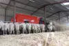 KUHN PRIMOR 15070 М в режиме выдувания соломы